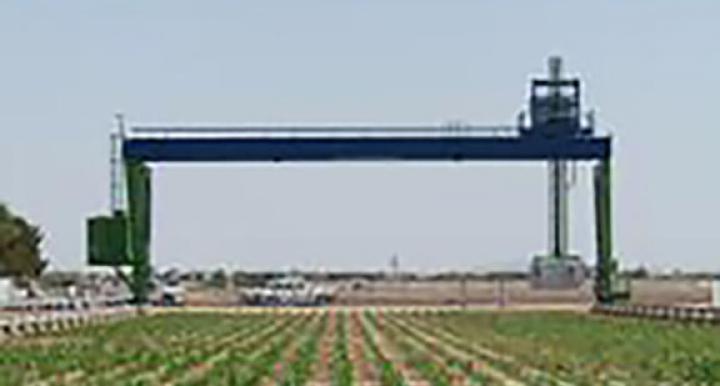 In the middle of a field of sorghum, near Maricopa, a giant robot is at work. 