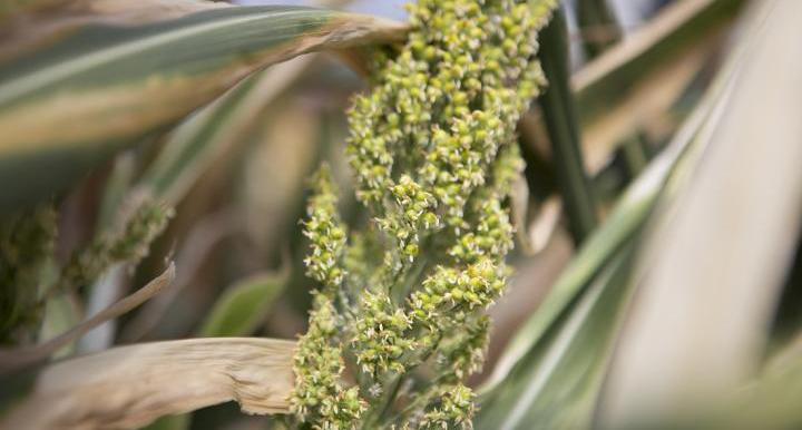 A sorghum plant