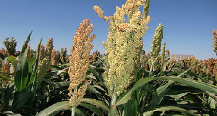 A sorghum plant