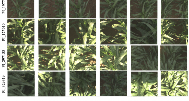 Multiple images from the dataset representing different cultivars. The rows represent different culitvars. The columns represent different captured dates respectively: June 1st, 3rd, 7th, 17th, 19th and 27th, 2017.