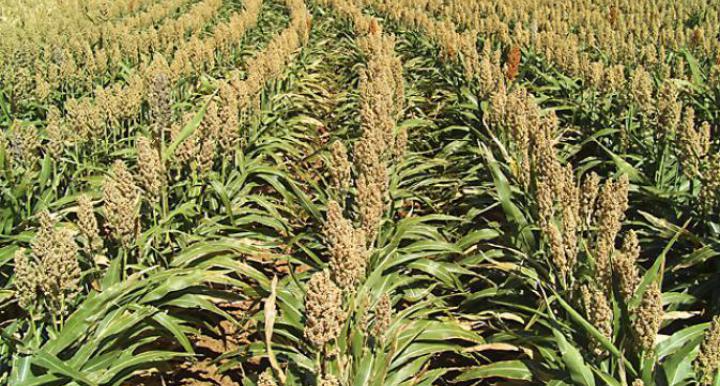 A Field of Sorghum