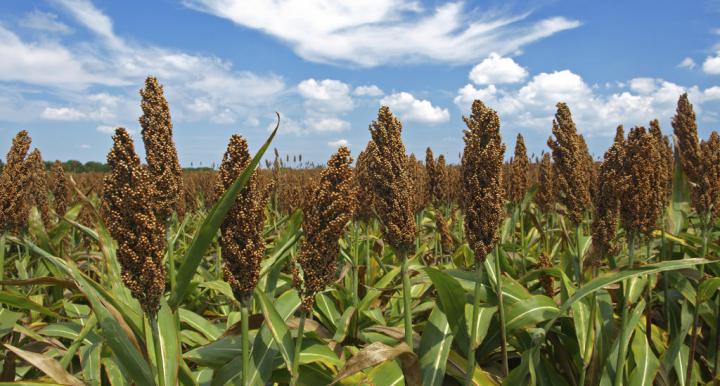 sweet sorghum