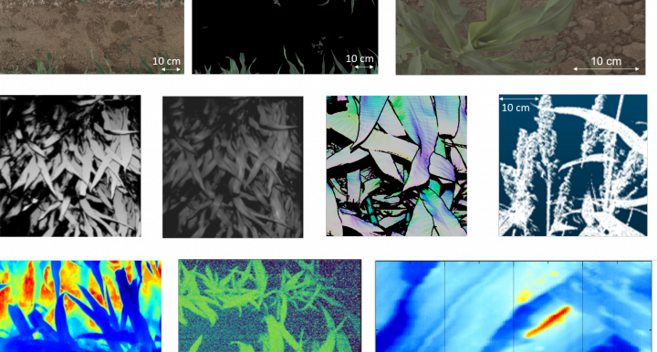 examples of TERRA REF image, point cloud, and hyperspectral data